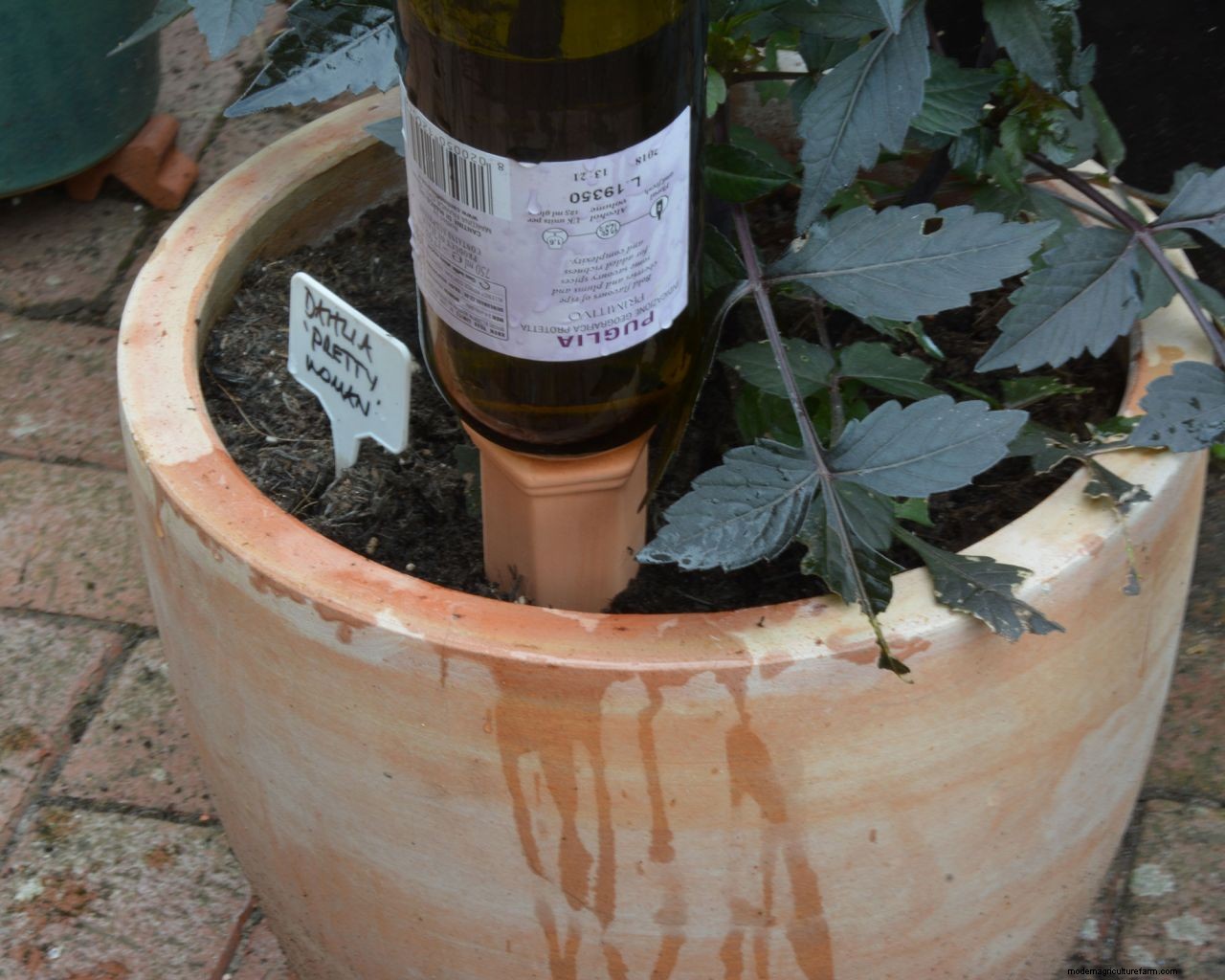 Watering plants while away on vacation: how to keep the garden watered