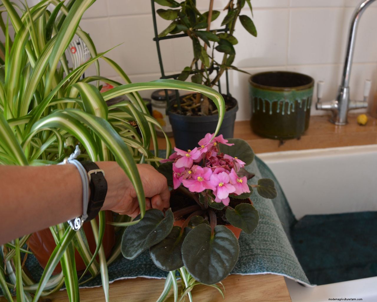 Watering plants while away on vacation: how to keep the garden watered