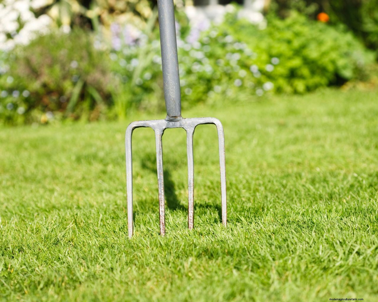 How to aerate a lawn, with expert tips from Monty Don