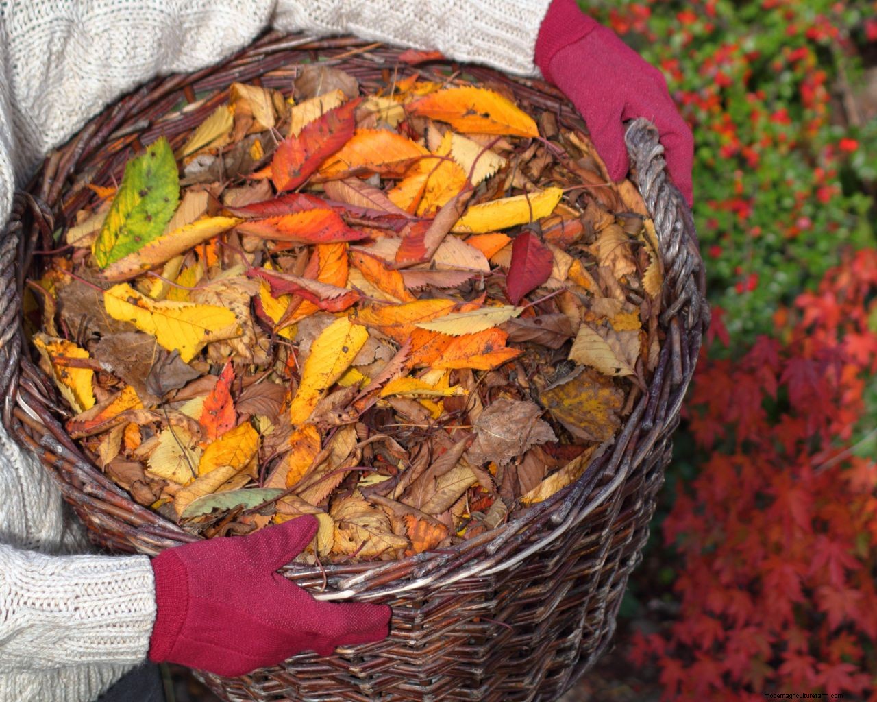 Gardener Scotts top tips for amending garden soil