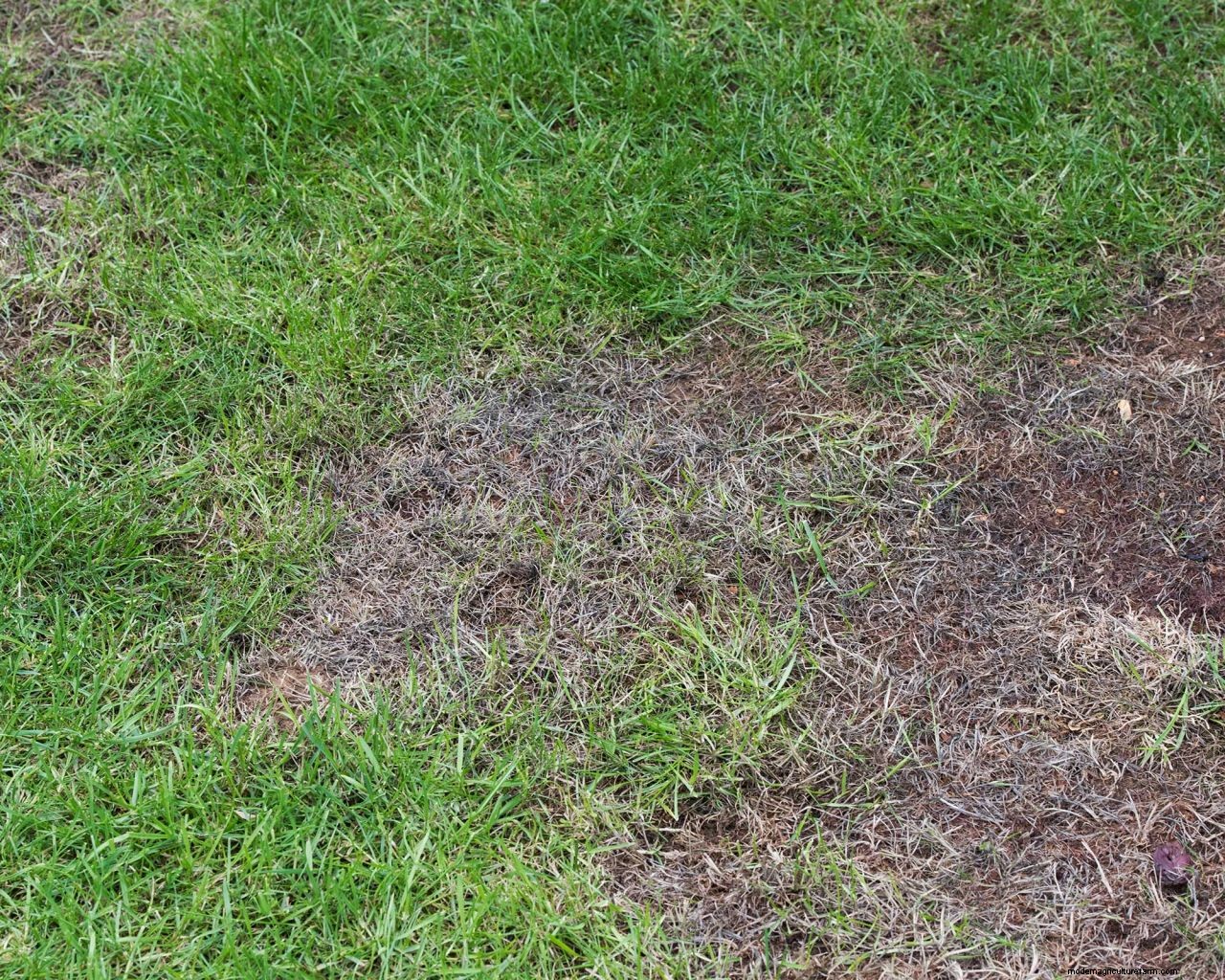 How to repair lawn patches with seed: simple steps for healthy grass