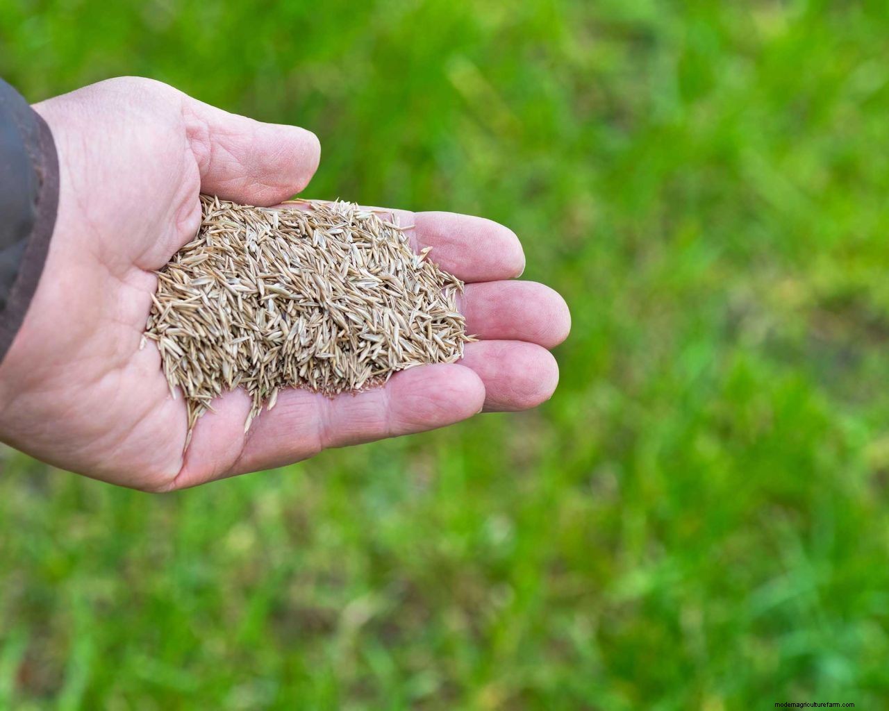How to repair lawn patches with seed: simple steps for healthy grass