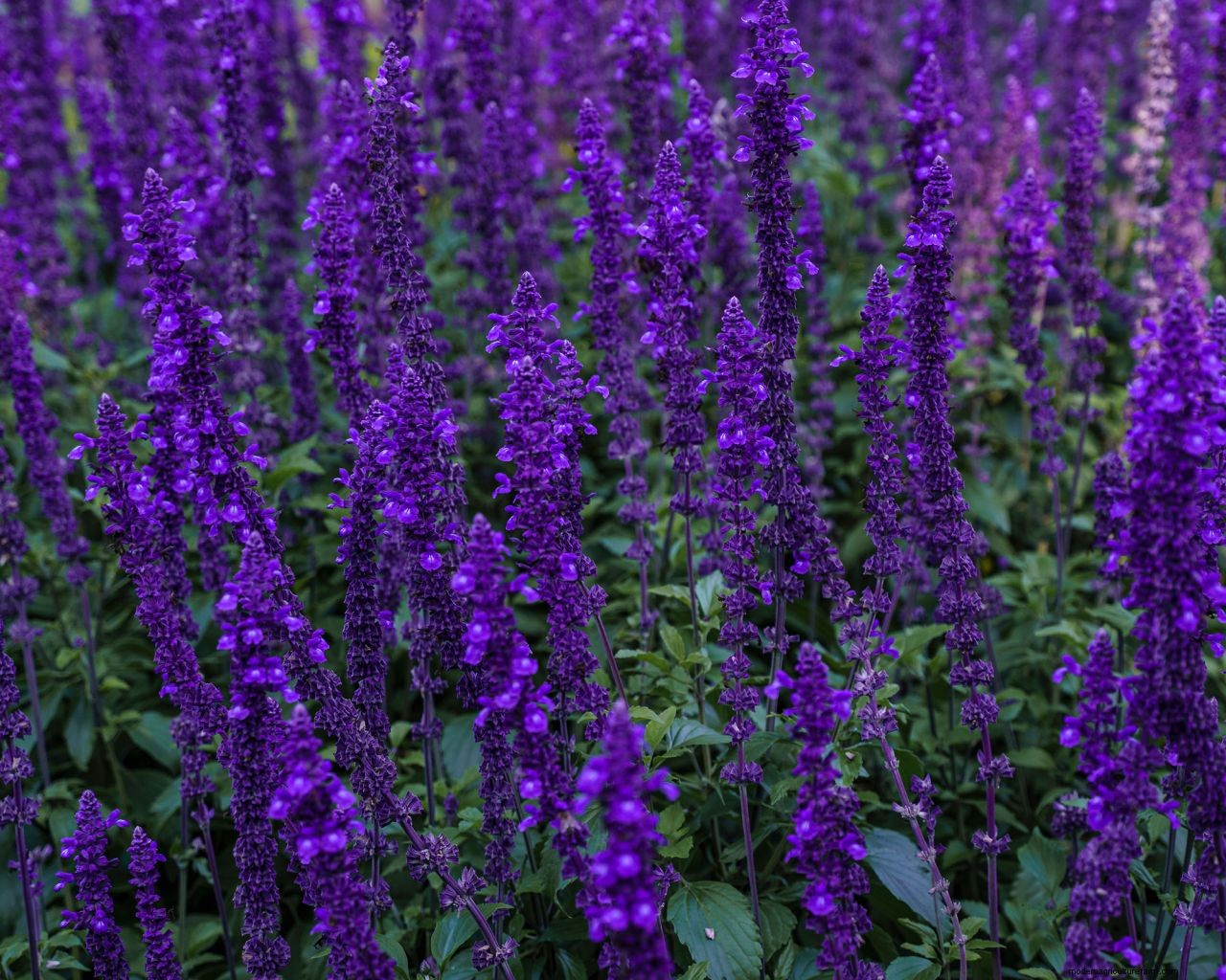 How to grow salvias: a step-by-step guide to growing these summer flowers