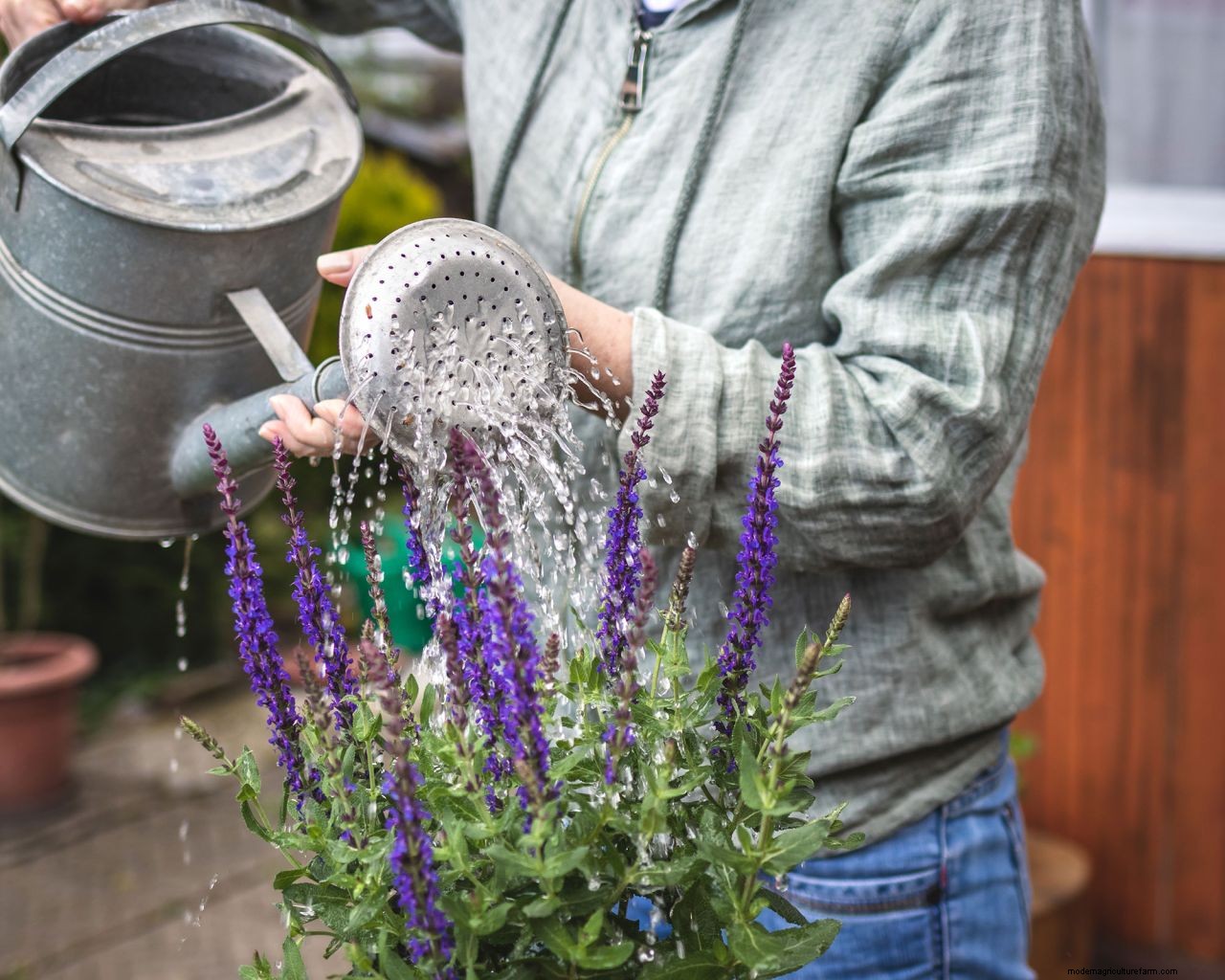 How to grow salvias: a step-by-step guide to growing these summer flowers