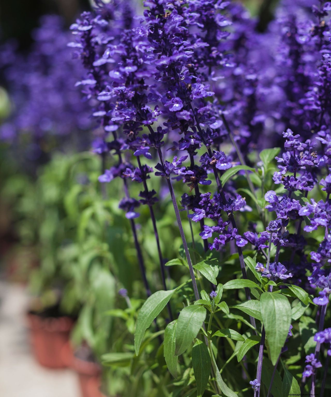 How to grow salvias: a step-by-step guide to growing these summer flowers