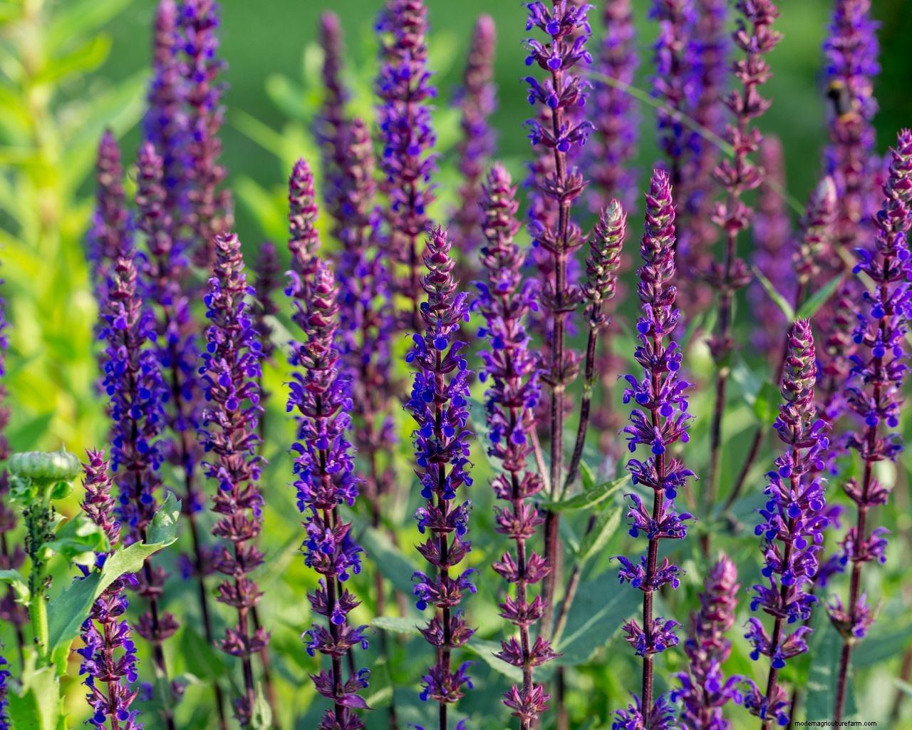 How to grow salvias: a step-by-step guide to growing these summer flowers