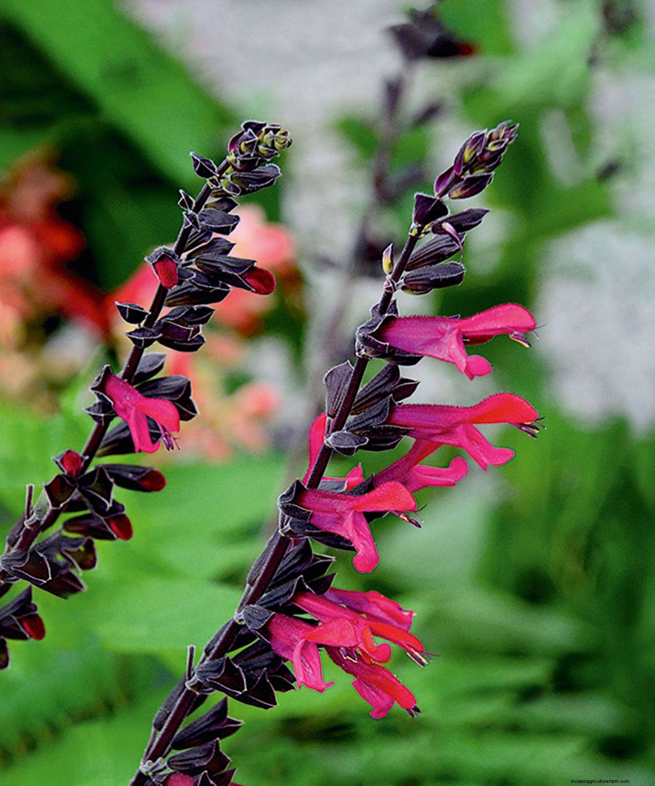 How to grow salvias: a step-by-step guide to growing these summer flowers