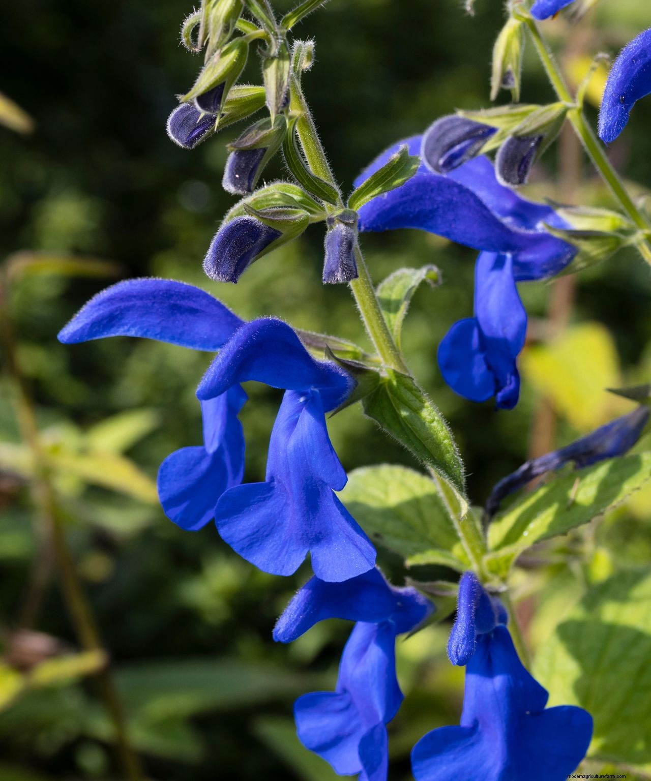 How to grow salvias: a step-by-step guide to growing these summer flowers