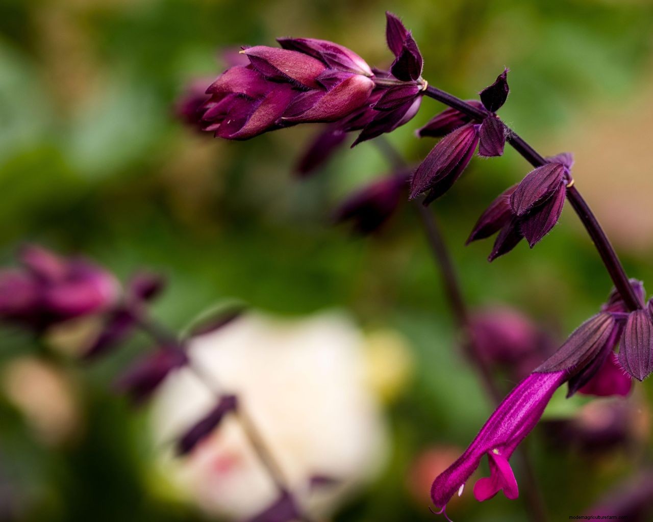 How to grow salvias: a step-by-step guide to growing these summer flowers