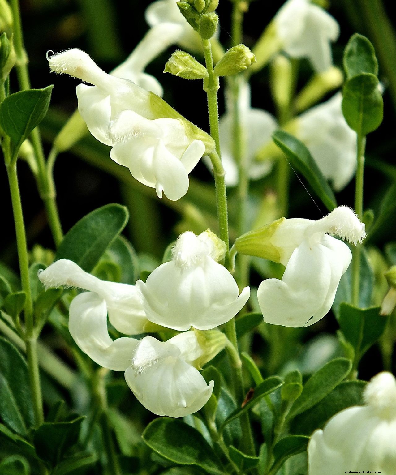 How to grow salvias: a step-by-step guide to growing these summer flowers