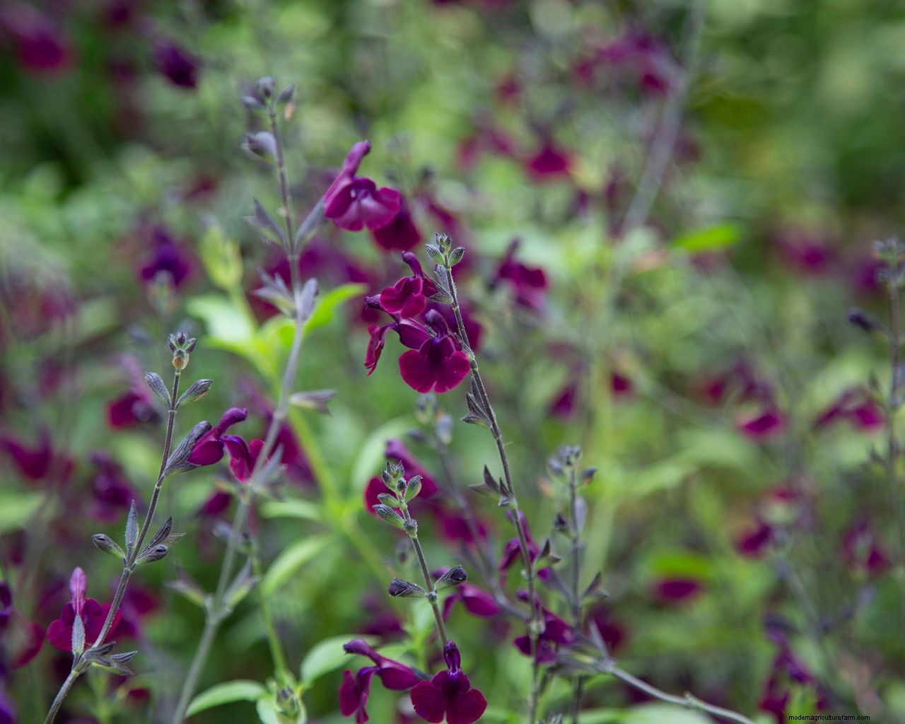 How to grow salvias: a step-by-step guide to growing these summer flowers