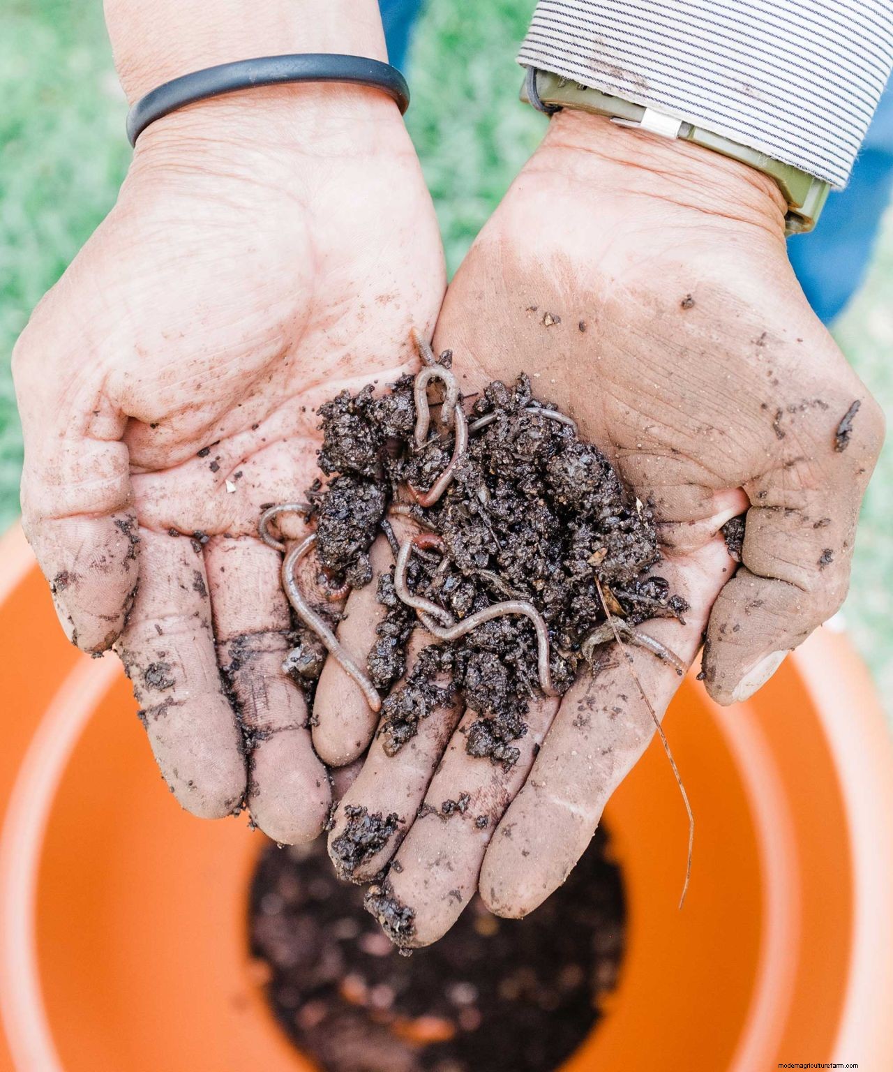 Worm composting: a practical guide on how to do it and why its good for your garden