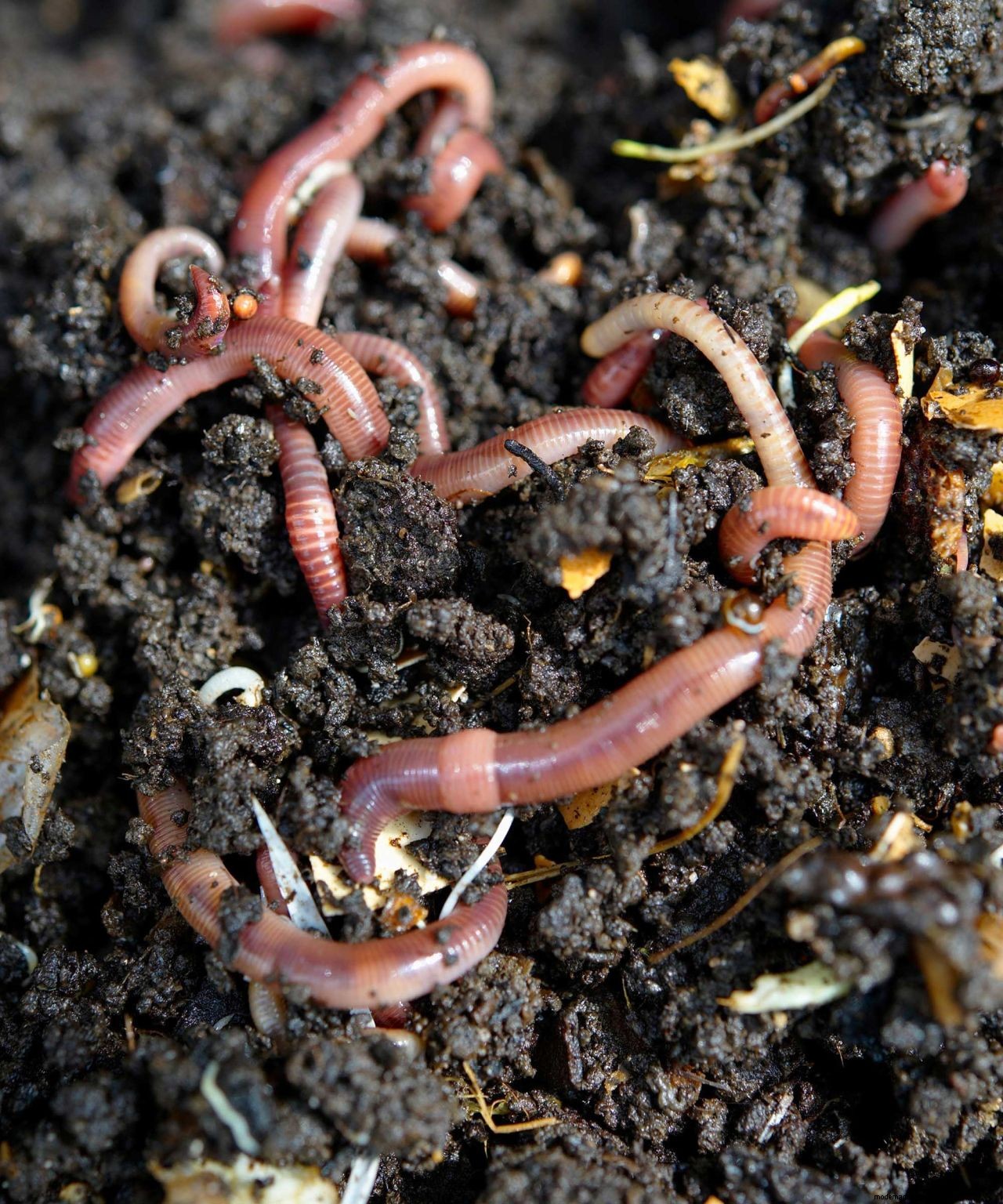 Worm composting: a practical guide on how to do it and why its good for your garden