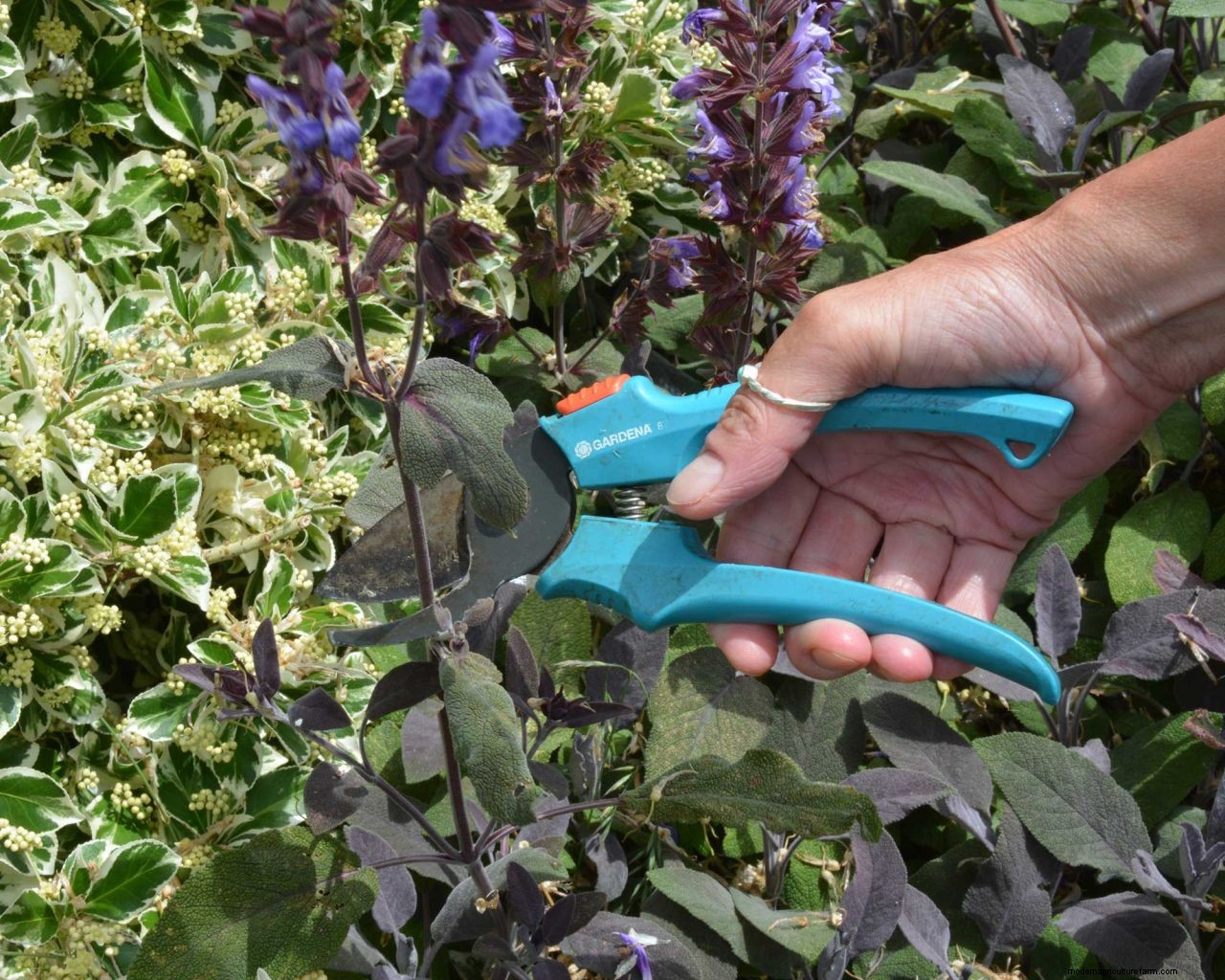 How to prune salvias and when to do it: easy tips for beautiful blooms
