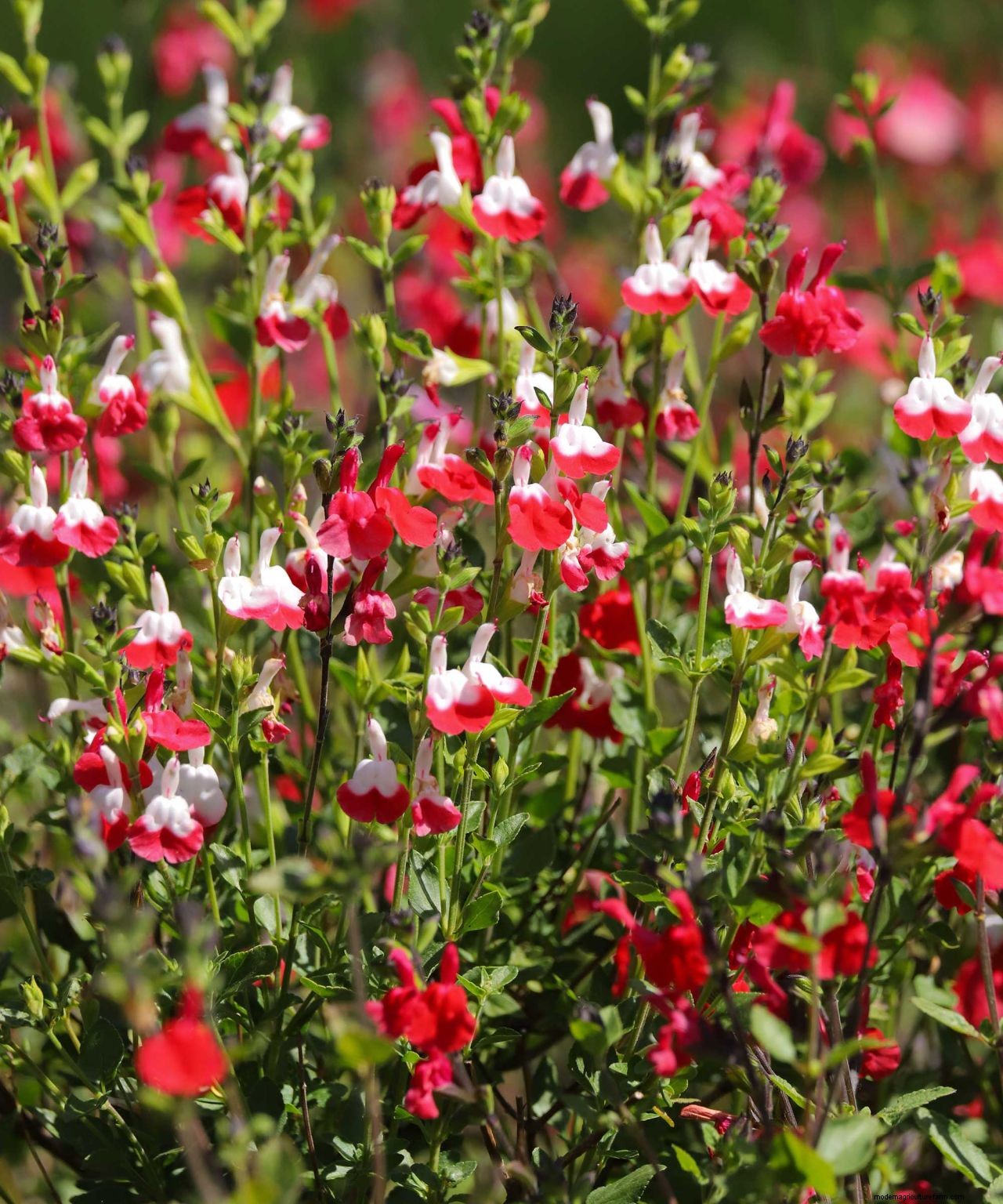 How to prune salvias and when to do it: easy tips for beautiful blooms