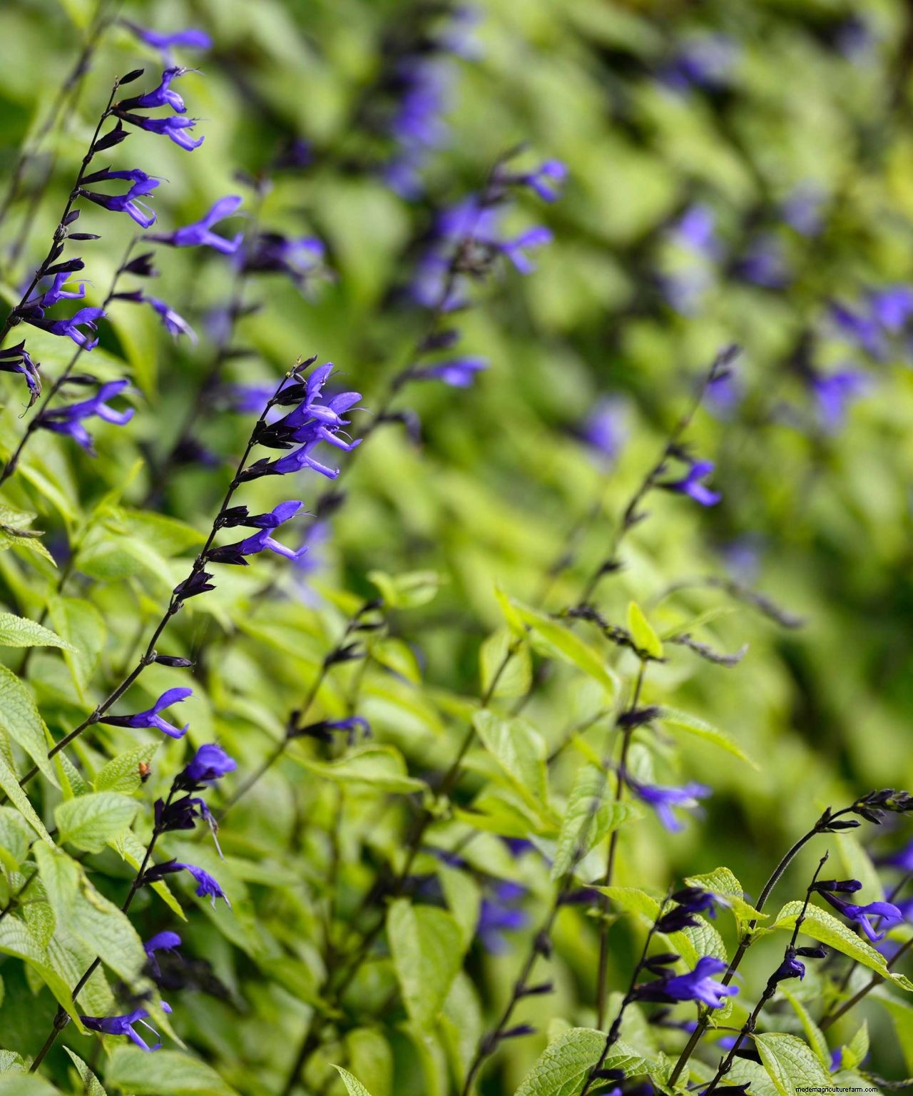 How to prune salvias and when to do it: easy tips for beautiful blooms