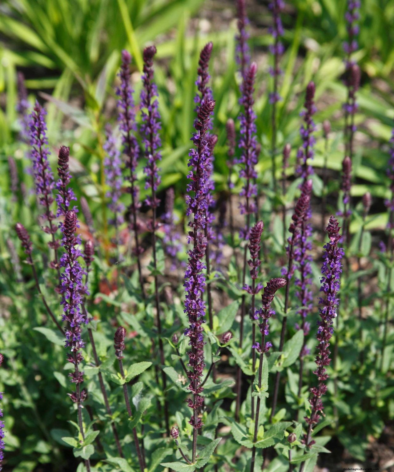 How to prune salvias and when to do it: easy tips for beautiful blooms