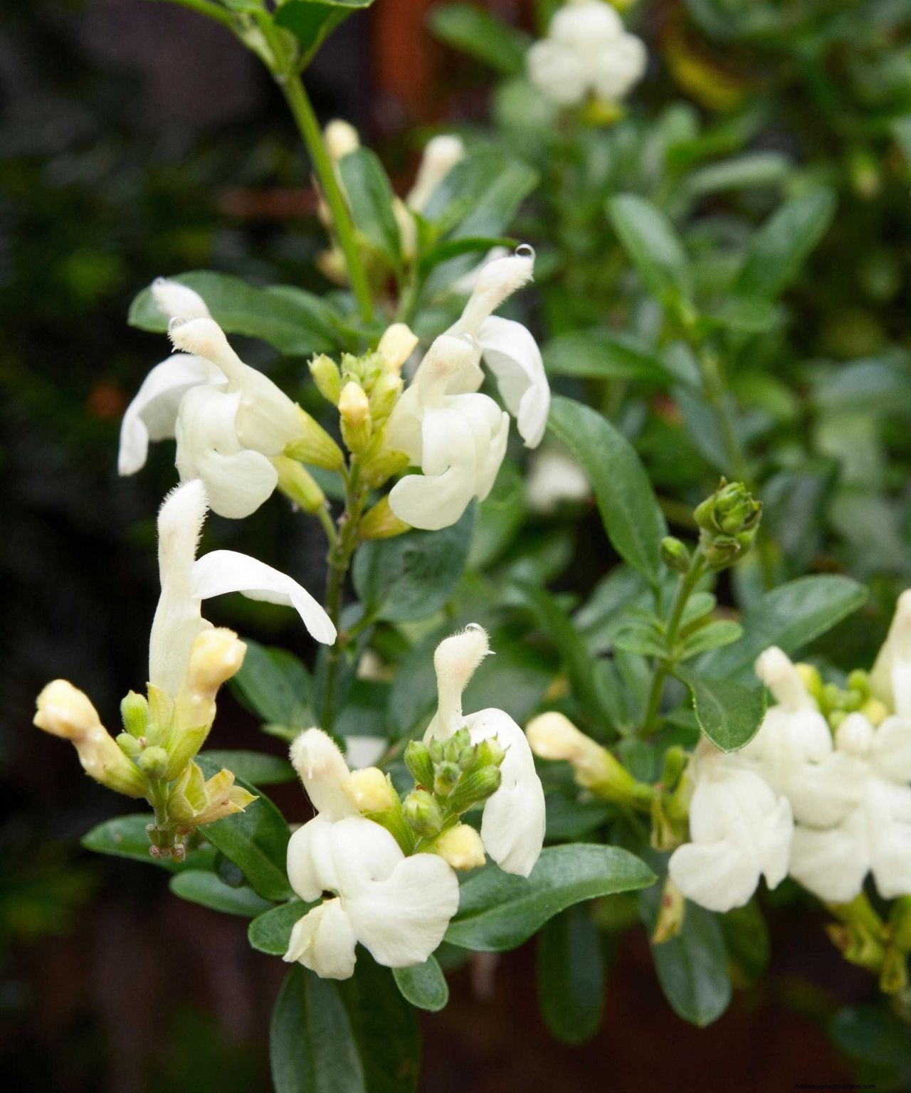 How to prune salvias and when to do it: easy tips for beautiful blooms