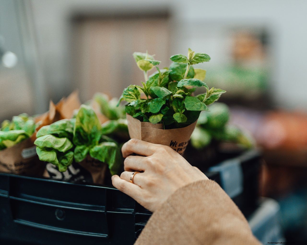 Keeping supermarket herbs alive: experts reveal how to keep your store-bought plants thriving