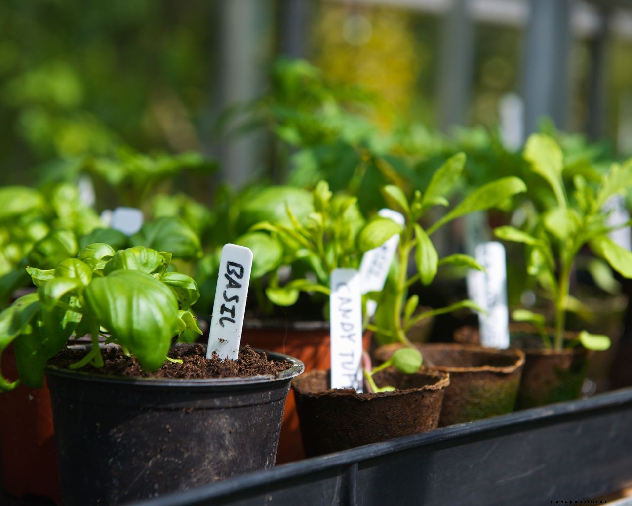 Keeping supermarket herbs alive: experts reveal how to keep your store-bought plants thriving