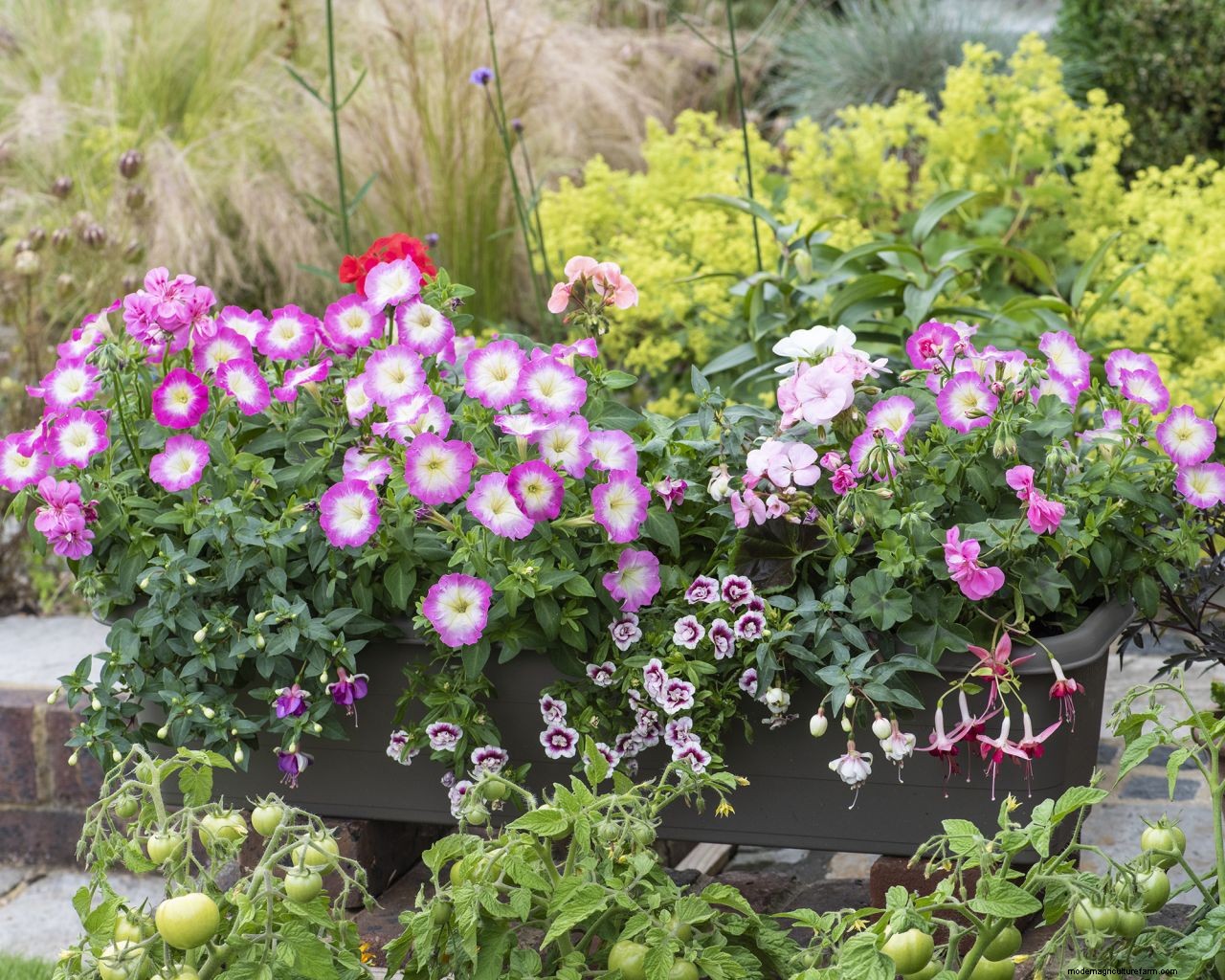 How to plant a window box: create a pretty display in five easy steps