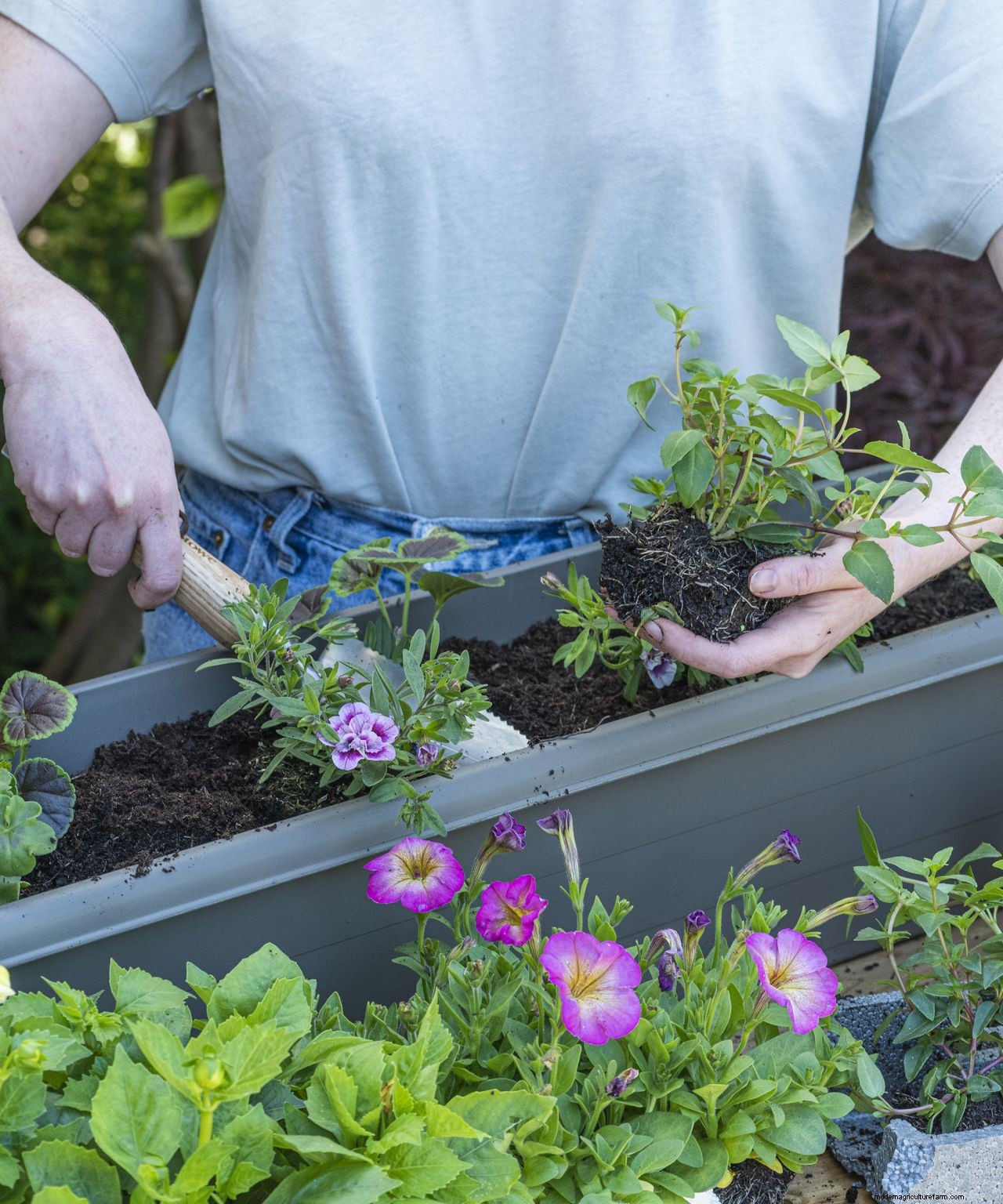 How to plant a window box: create a pretty display in five easy steps