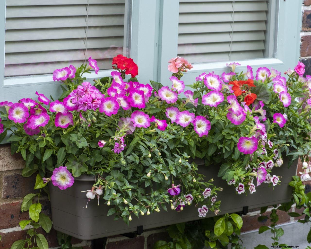 How to plant a window box: create a pretty display in five easy steps