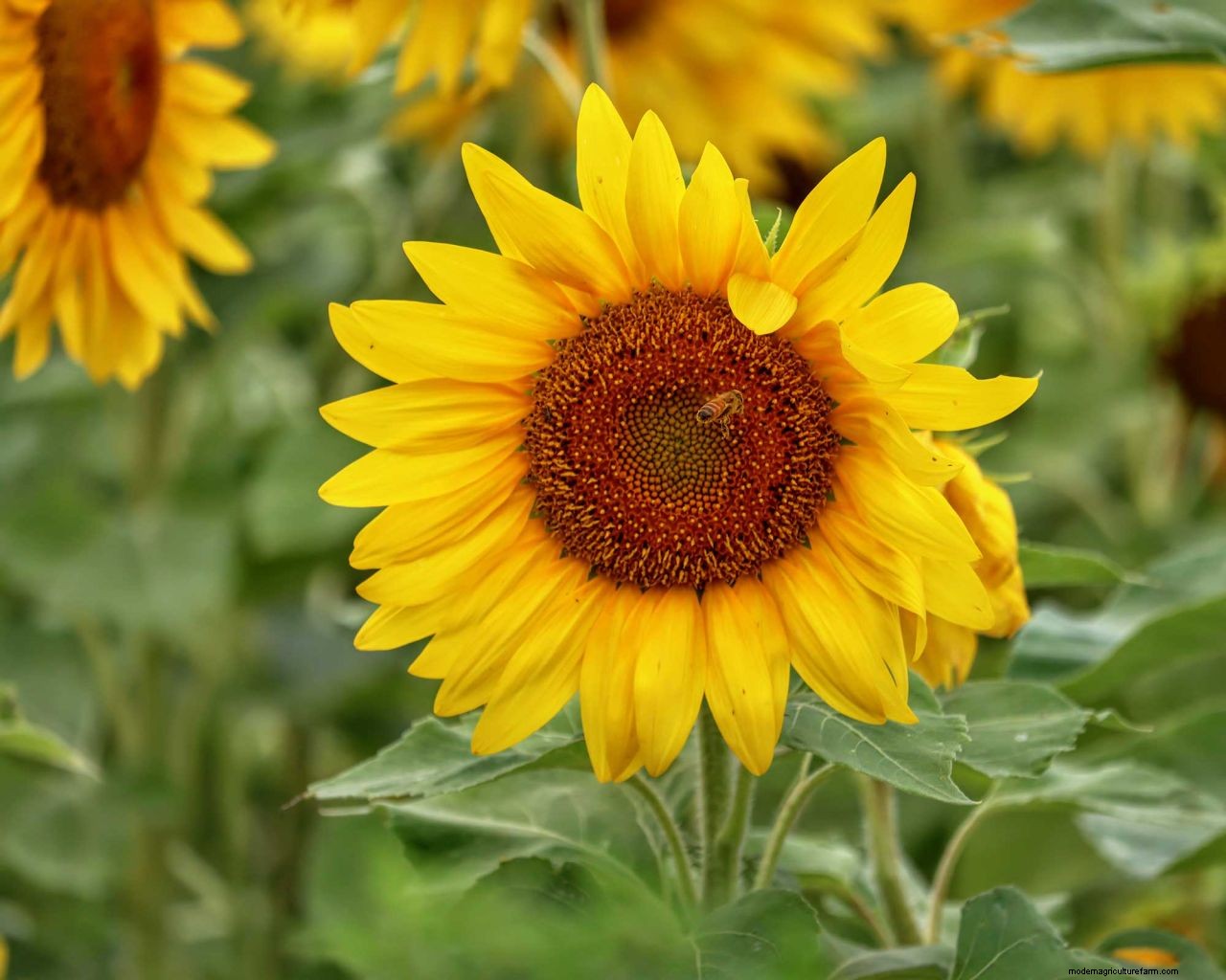 How to grow sunflowers: top tips on planting and caring for these summer beauties
