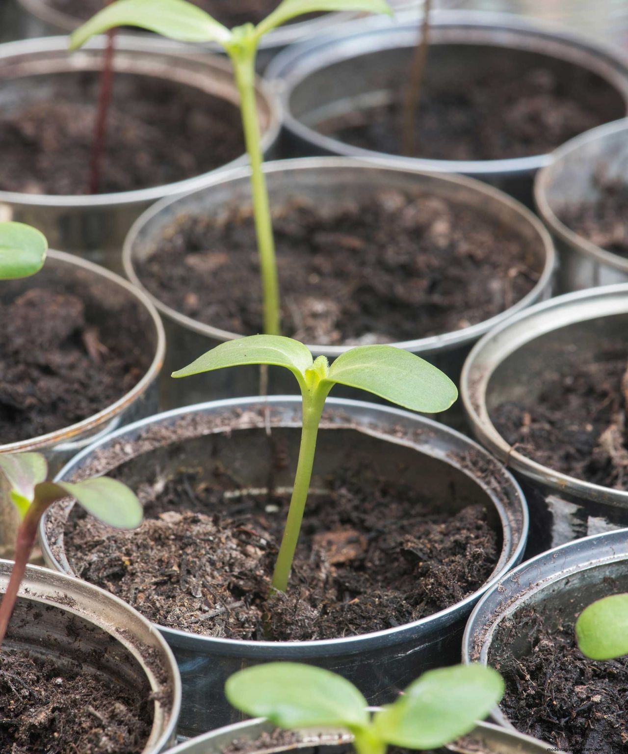 How to grow sunflowers: top tips on planting and caring for these summer beauties