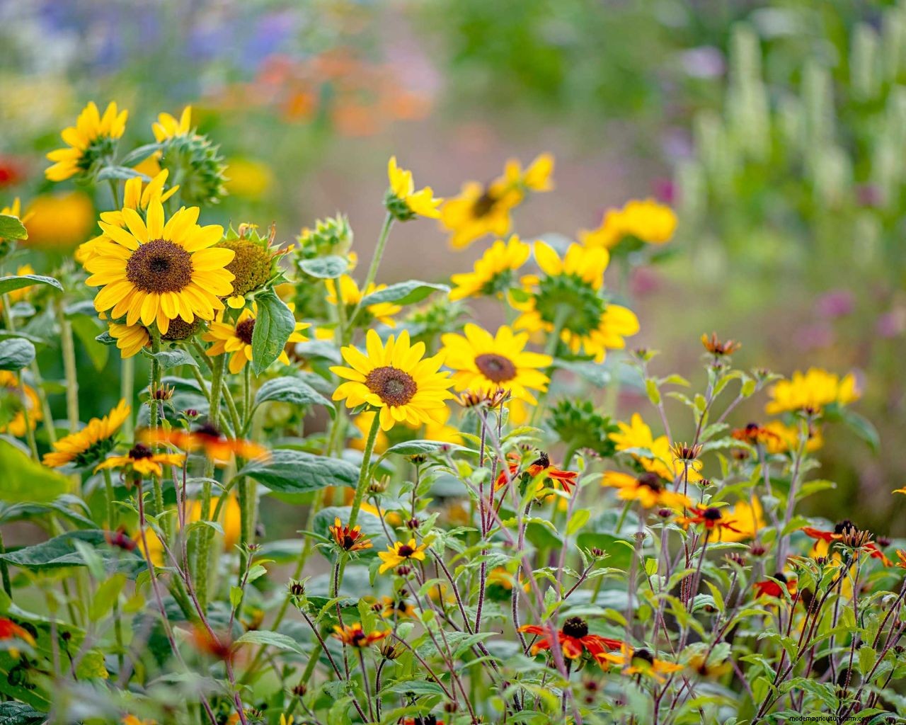 How to grow sunflowers: top tips on planting and caring for these summer beauties