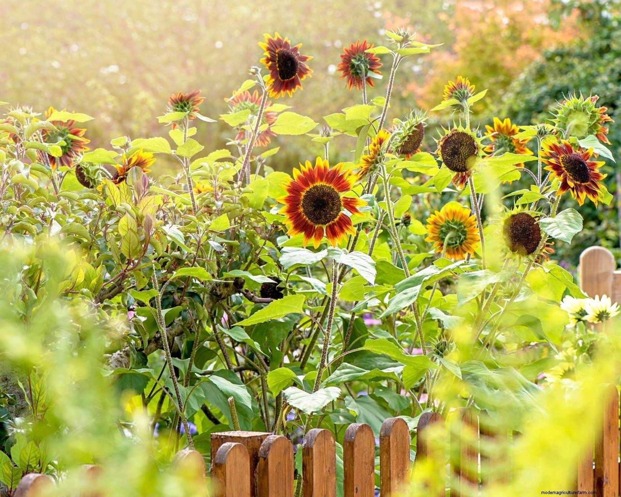 How to grow sunflowers: top tips on planting and caring for these summer beauties