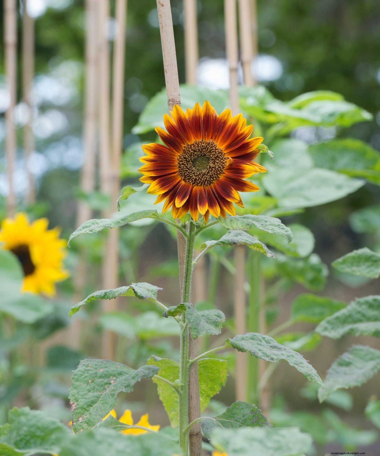 How to grow sunflowers: top tips on planting and caring for these summer beauties