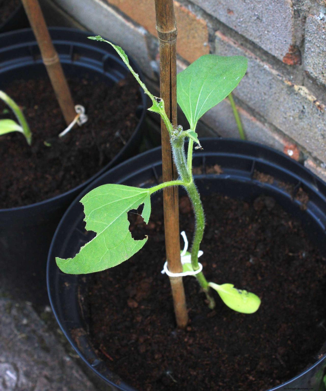 How to grow sunflowers: top tips on planting and caring for these summer beauties