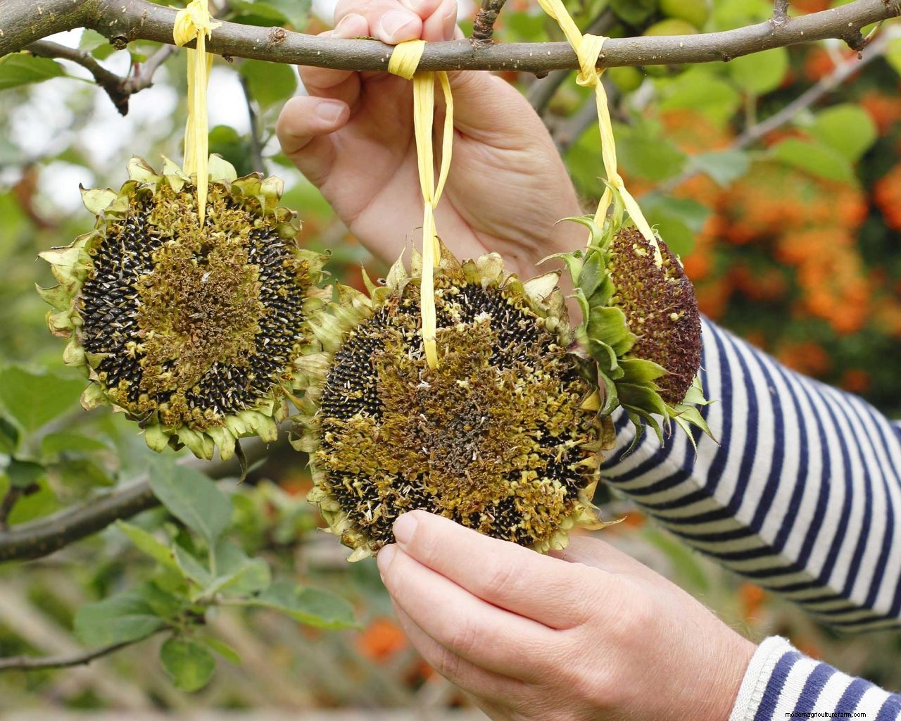 How to grow sunflowers: top tips on planting and caring for these summer beauties