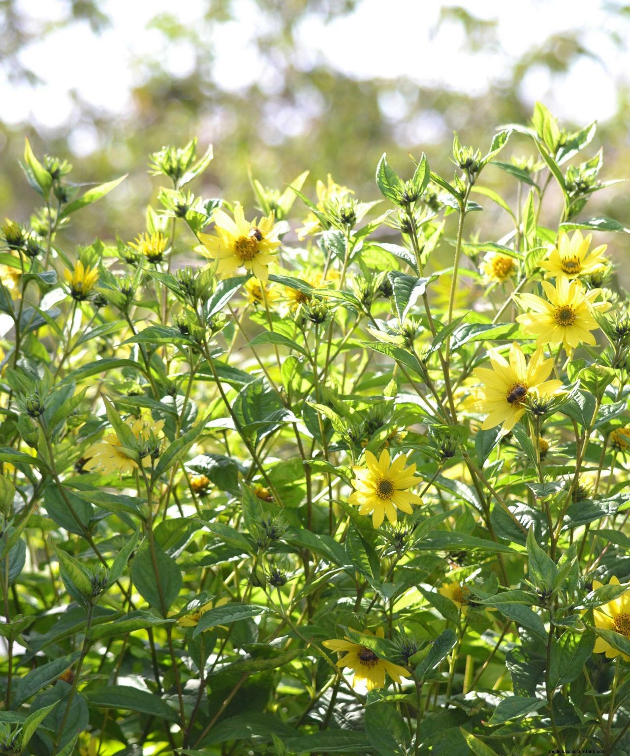 How to grow sunflowers: top tips on planting and caring for these summer beauties