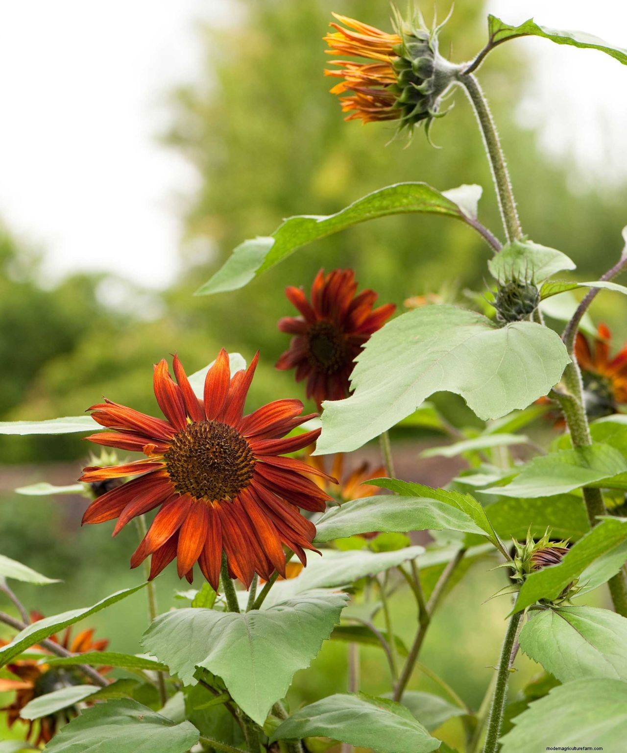 How to grow sunflowers: top tips on planting and caring for these summer beauties