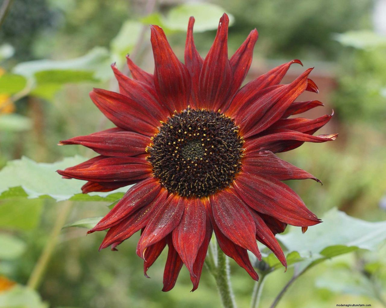 How to grow sunflowers: top tips on planting and caring for these summer beauties