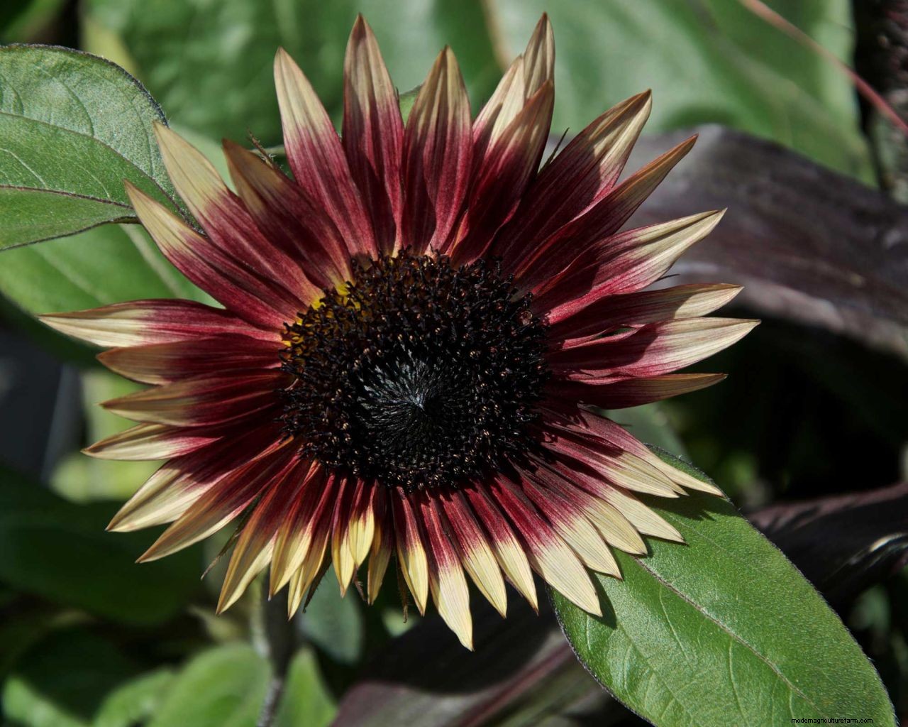 How to grow sunflowers: top tips on planting and caring for these summer beauties