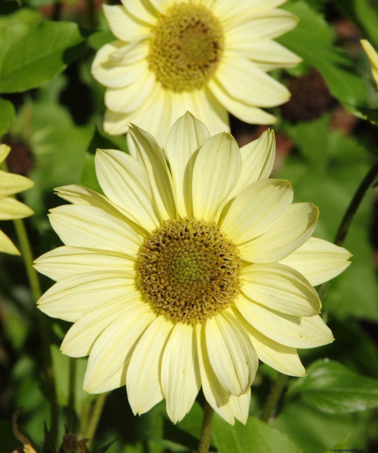How to grow sunflowers: top tips on planting and caring for these summer beauties