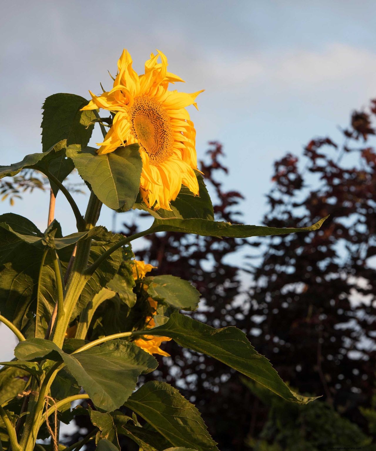 How to grow sunflowers: top tips on planting and caring for these summer beauties