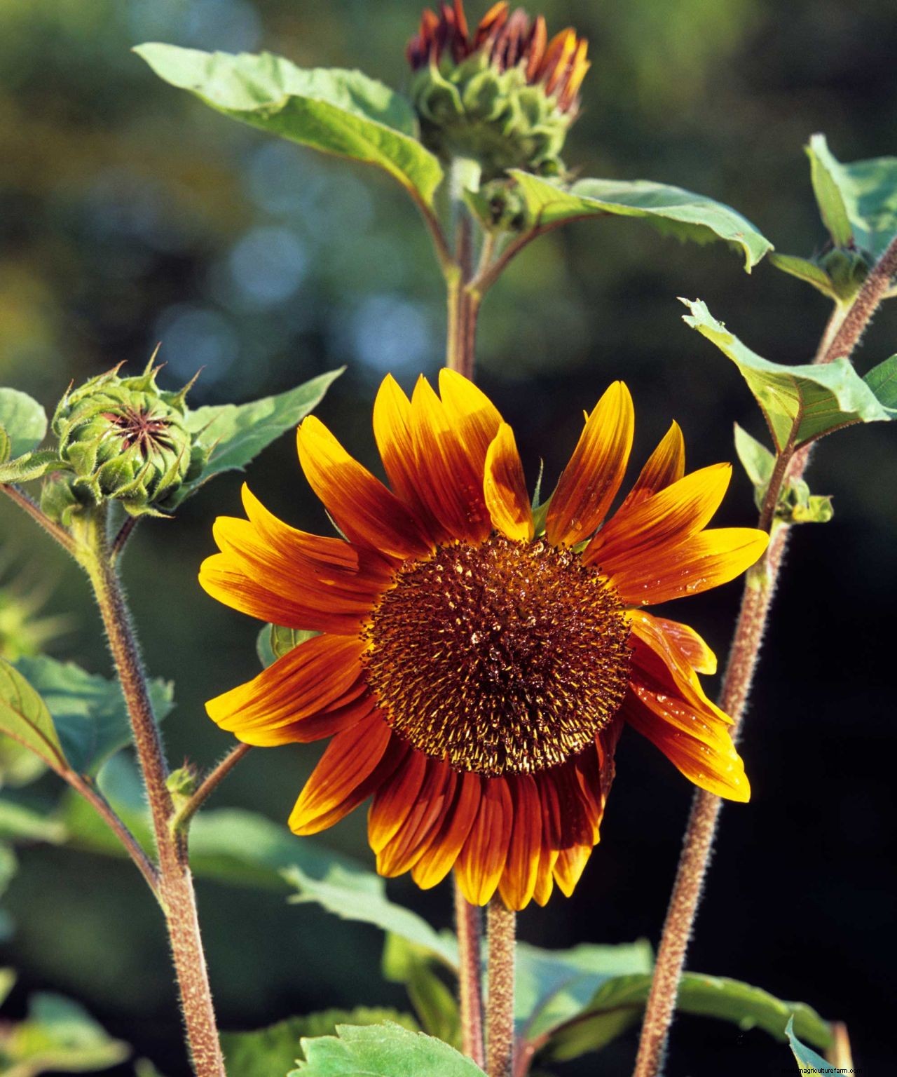 How to grow sunflowers: top tips on planting and caring for these summer beauties