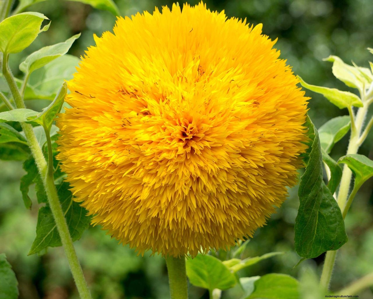How to grow sunflowers: top tips on planting and caring for these summer beauties