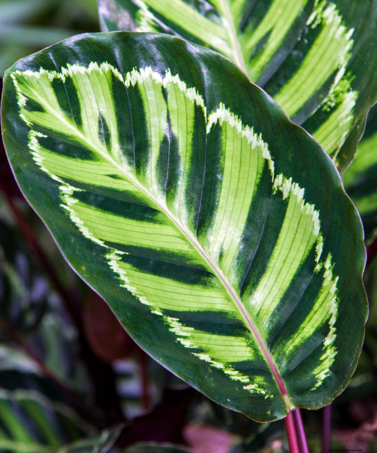 Houseplant clinic: why are my calathea leaves curling?