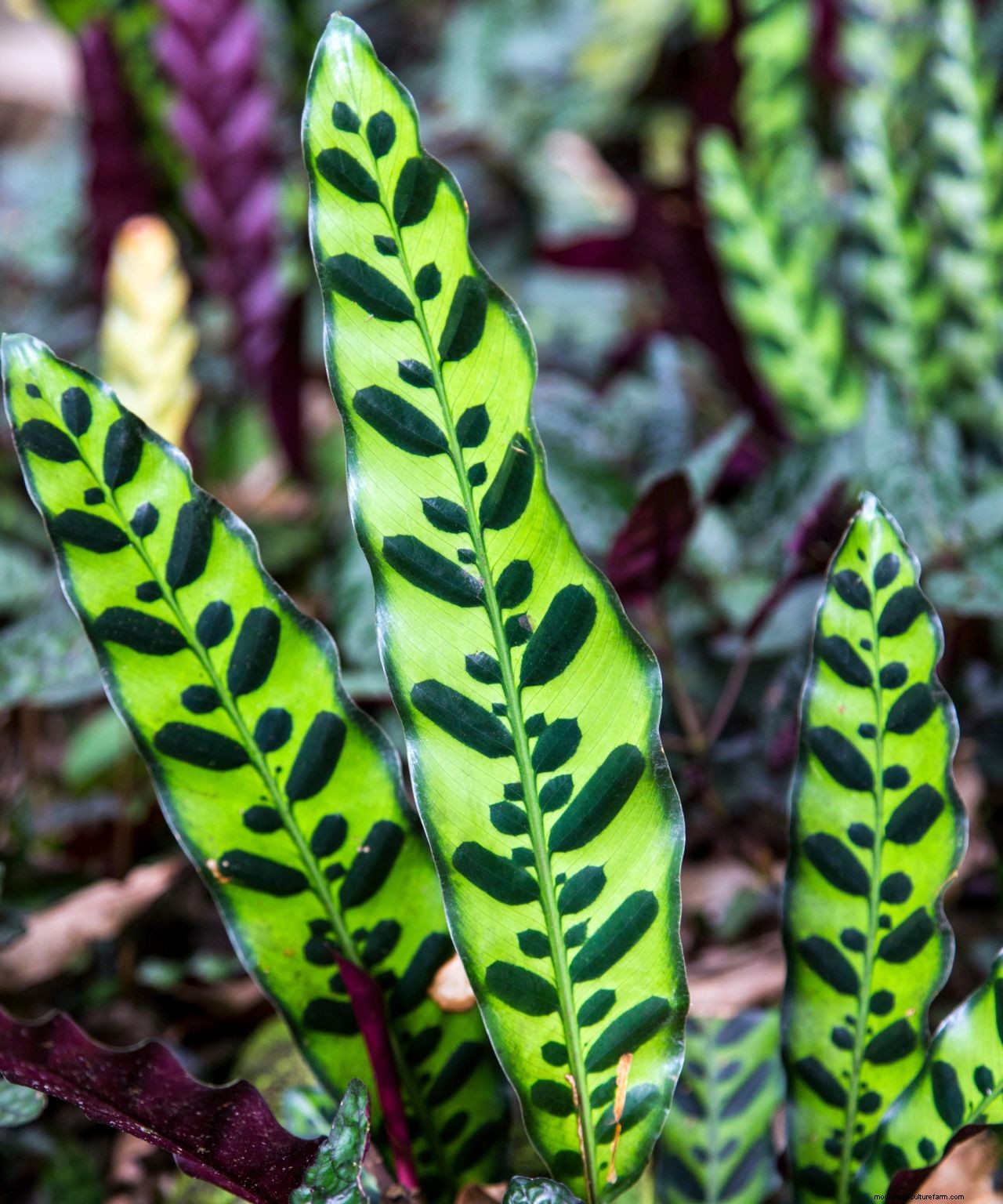 Houseplant clinic: why are my calathea leaves curling?