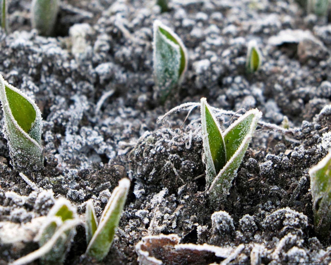 How to protect bulbs from frost: tips for brilliant blooms no matter the weather