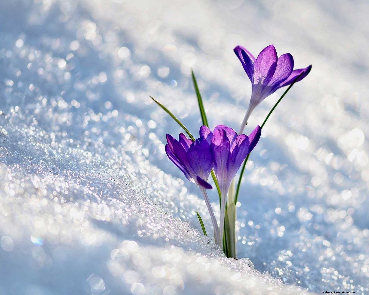 How to protect bulbs from frost: tips for brilliant blooms no matter the weather