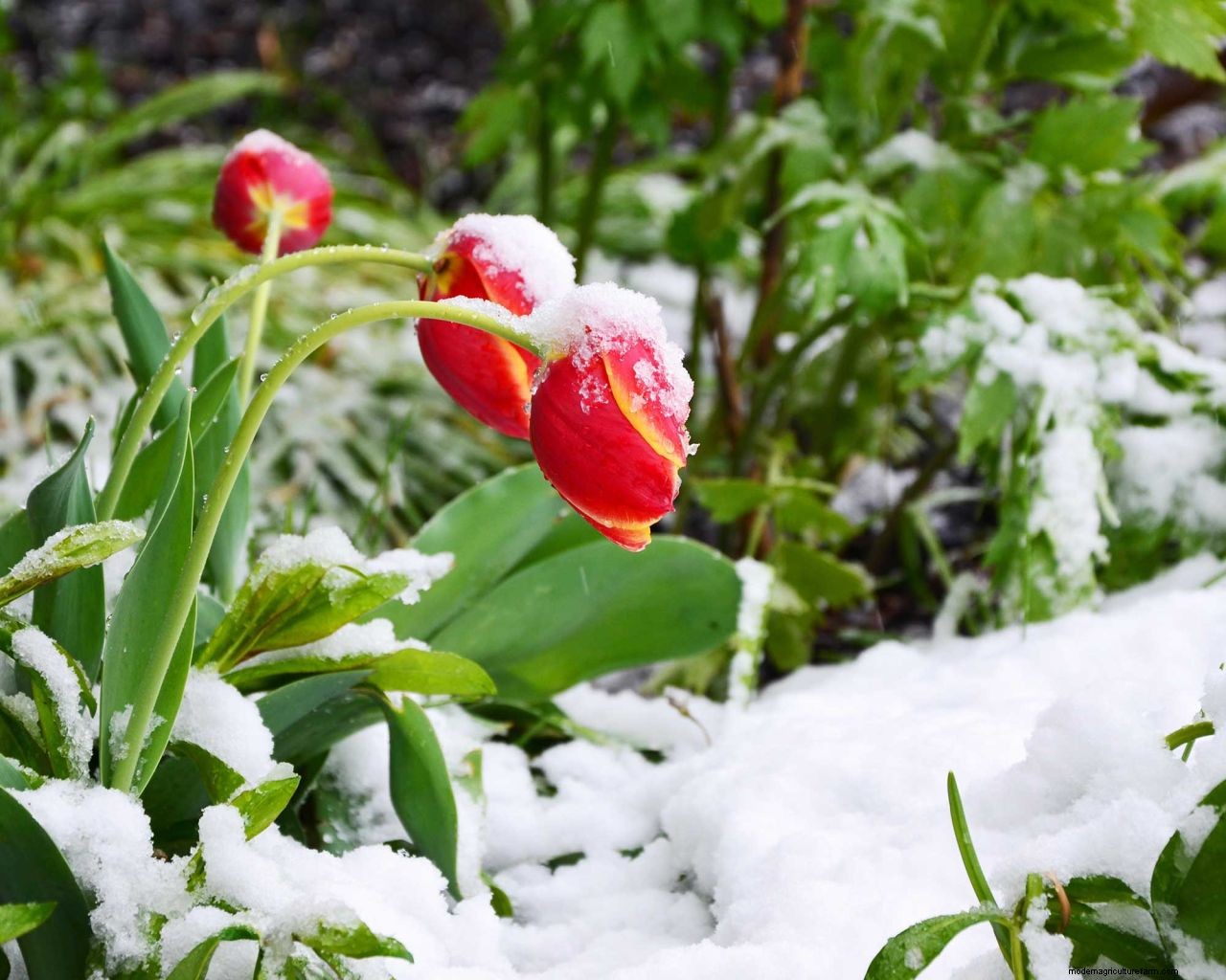 How to protect bulbs from frost: tips for brilliant blooms no matter the weather