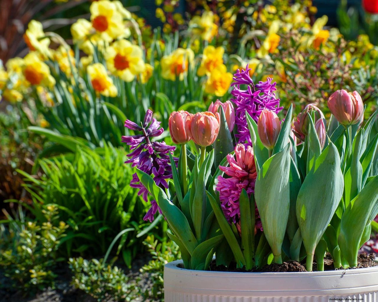 How to protect bulbs from frost: tips for brilliant blooms no matter the weather