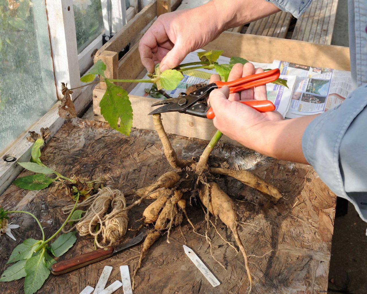 How to protect bulbs from frost: tips for brilliant blooms no matter the weather