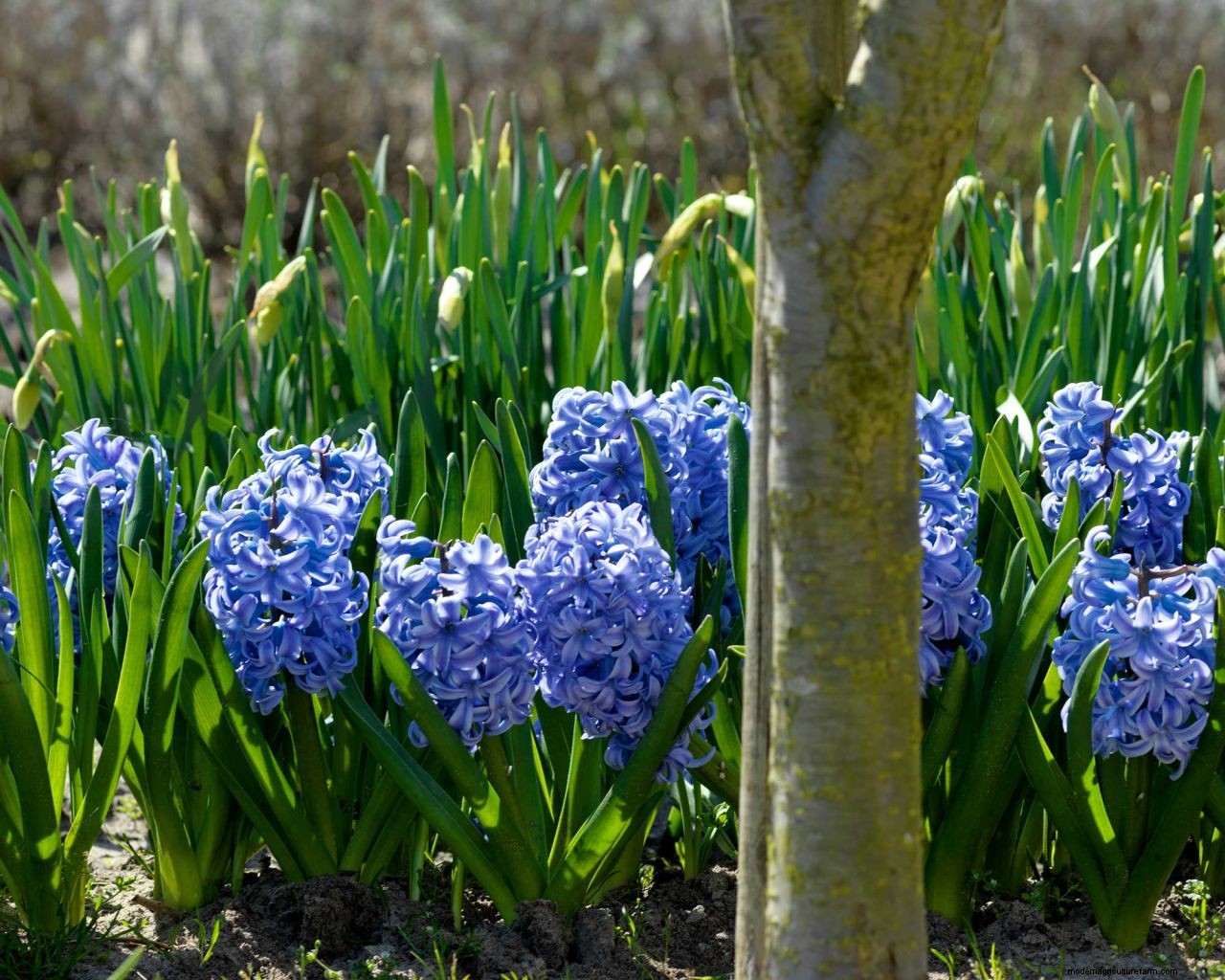 How and when to plant hyacinth bulbs: easy tips for a gorgeous spring display